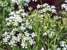 CARAWAY, HERB 100 SEEDS CAN USE SEEDS, PLANT AND ROOTS ON THIS HERB