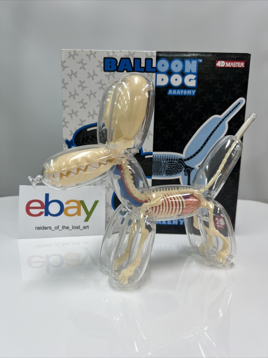 4DMASTER Balloon Dog Anatomy バルーンドッグ Amazon.com: Balloon Dog Bone Perspective Anatomical Model