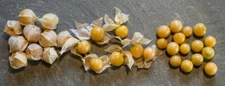 Ground Cherry Seeds ~ Aunt Molly's & Cossack Pineapple (Physalis pubescens) 