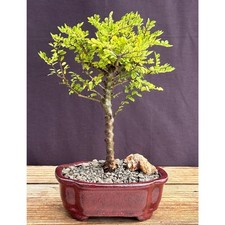 Chinese Seiju Elm Bonsai Tree - Small