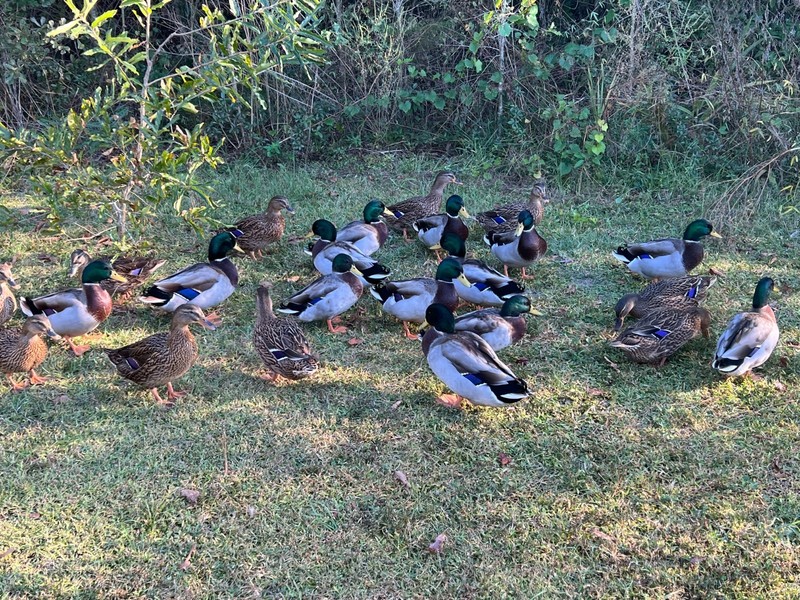 One Dozen...12 Pure Fresh Fertile Mallard Hatching Eggs PLUS 5 - 6 Extras