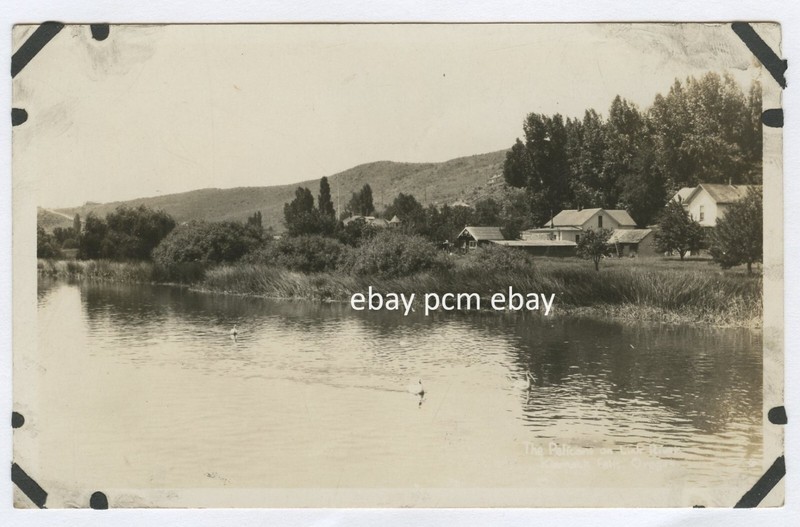Homes along a River, Likely California. Ducks on water. Bear Company # 7  RPPC