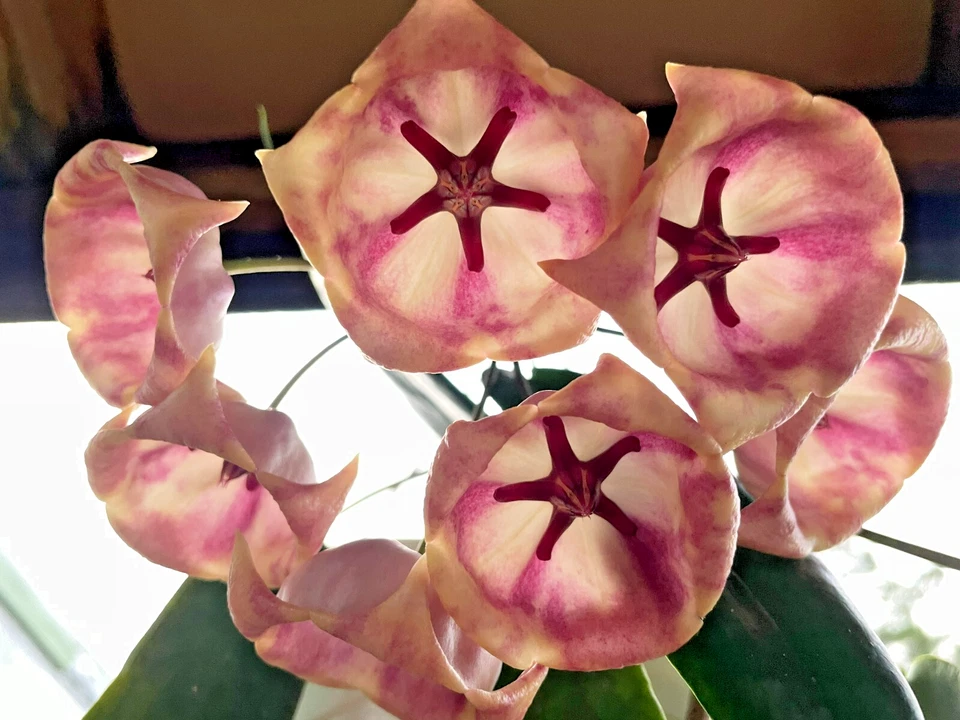 Hoya Archboldiana White Fully Rooted Grown In 3.5" pot - SO HEALTHY! - Image 2 of 4