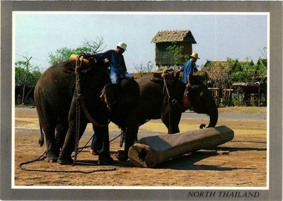 CPM THAILAND gut ausgebildete Elefanten arbeiten im Teakholzwald (344190)