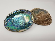 Extra Large XL Abalone Seashell 6-7" (2 pcs), Smudging Bowl