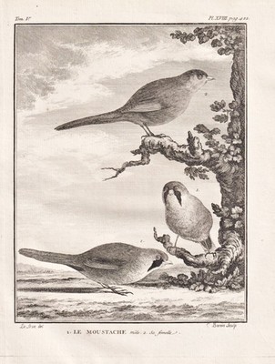Le Moustache Vogel bird Vögel birds gravure engraving Kupferstich Buffon 1780