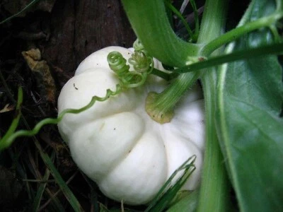 VALLEY VIEW RANCH Mini Pumpkin Ghost White/Hooligan F1/Wee Be Little/Jack be little/Lil Pump-KeMon