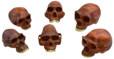 Eisco Labs 10" Prehistoric Skulls-  Set of 6 , Neanderthal Cranium etc.