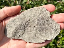 RARE Archaeocidaris Echinoid Fossils in Matrix Mississippian Age St. Louis