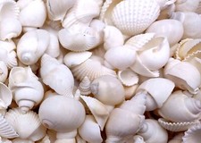 Small White Assorted Seashell Mix approx. 1 kilogram shells 0.50 inches