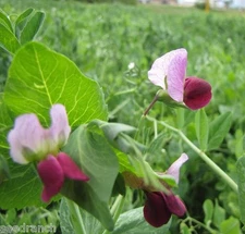 SeedRanch Austrian Winter Pea Seed - 1 Lb.