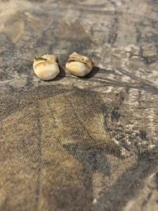 Two Nice Uncleaned Natural Elk Ivory’s Great For Jewelry Making Oddities Collect
