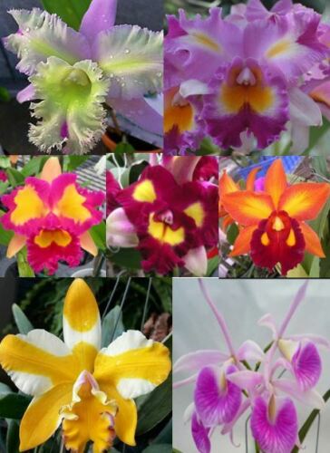 4 Live Orchids to choose Cattleya, Oncidium, Vanda, Dendrobium, Cymbidium - Picture 1 of 12