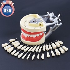 Kilgore Nissin 200 Type Dental Typodont Model 32 Removable Teeth Mounting Pole