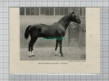 C4467) Thoroughbred Stallion Horse CYCLOPS - c.1902 Cutting
