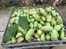 Pawpaw Seeds-NATIVE Wild Grown OHIO---25 Seeds