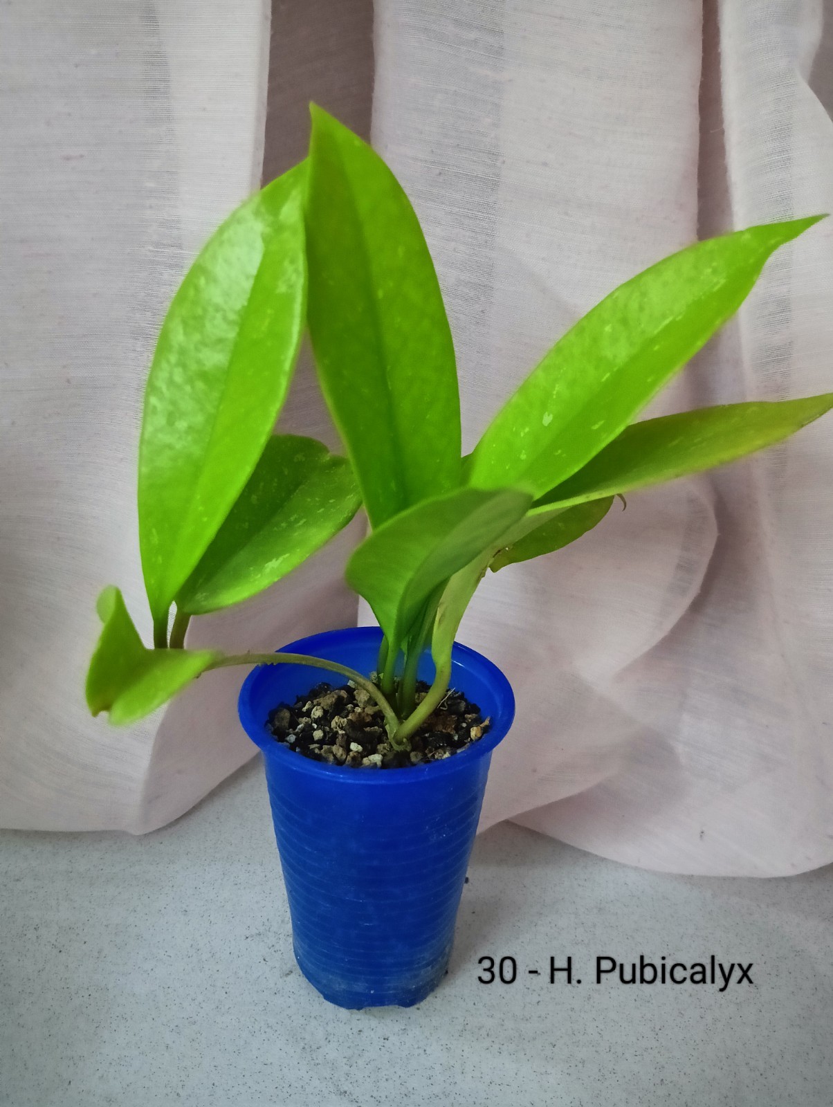 Hoya pubicalyx Silver Pink In Mix Di Inerti