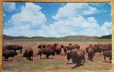 Bison Buffalo Herd Postcard 1959 Colourpicture Plastichrome