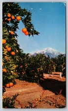 Postcard California San Bernardino Foothills Orange Grove United Airlines 5P