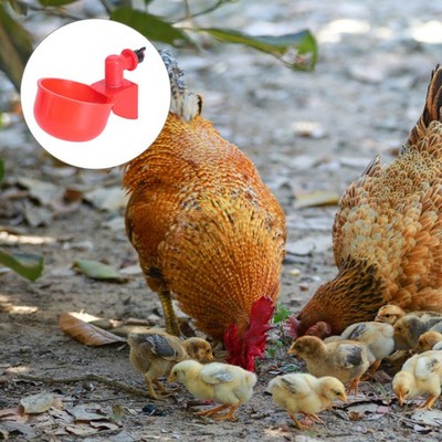 2pcs Geflügel -Trinkschale Enten Getränke Wasserspender für Hühnchen (rot)