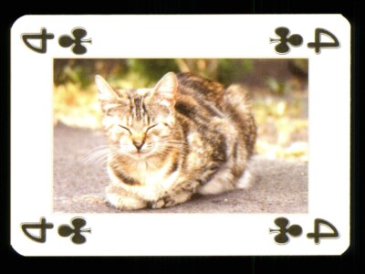 1 x playing card Beautiful Cat Series - see photograph - 4 of Clubs S34