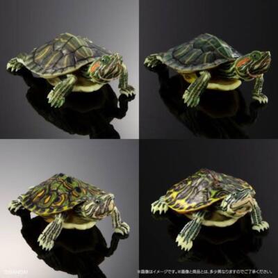 NEU Advanced Creature Encyclopedia Turtle 01 Schildkröte Figur Komplettsatz 4
