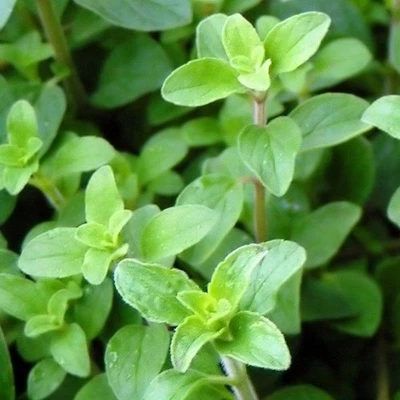 PIANTEWEB Pianta Origano