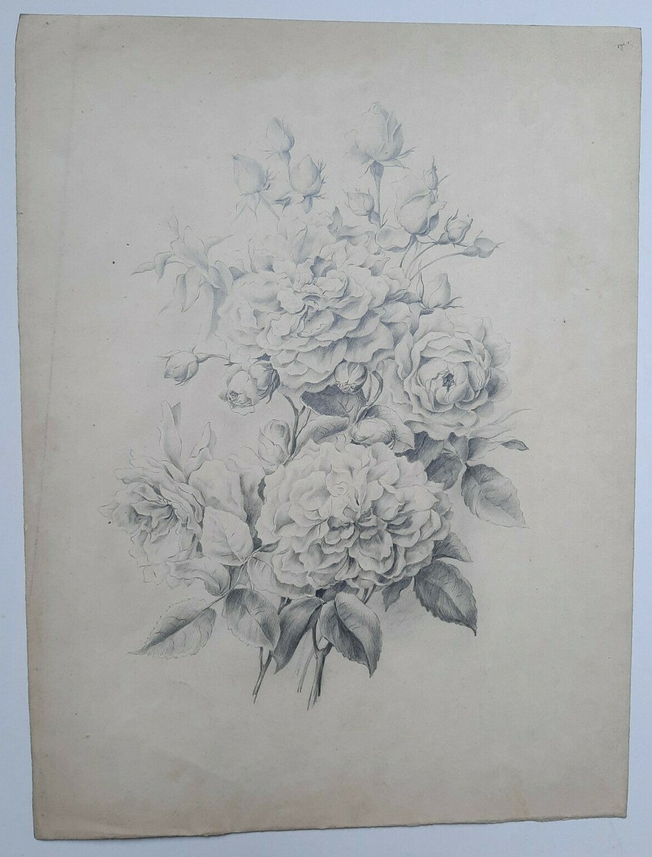 Flowers Botanical ORIGINAL Drawing Flower 35x26cm 19th | eBay