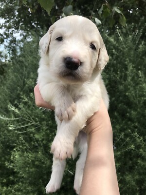 Golden Retriever In Adelaide Region Sa Dogs Puppies Gumtree Australia Free Local Classifieds