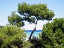 Aleppo Pine, Jerusalem Pine (Pinus halepensis), 20 seeds
