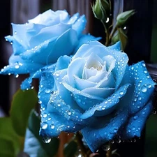 20pcs Broken Ice Blue Rose Seeds - Non-GMO Heirloom Variety