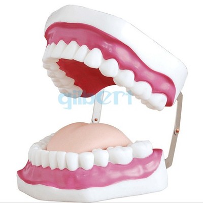 3X life Size Magnification Dental Study Teach Clear Teeth Model Tooth Education