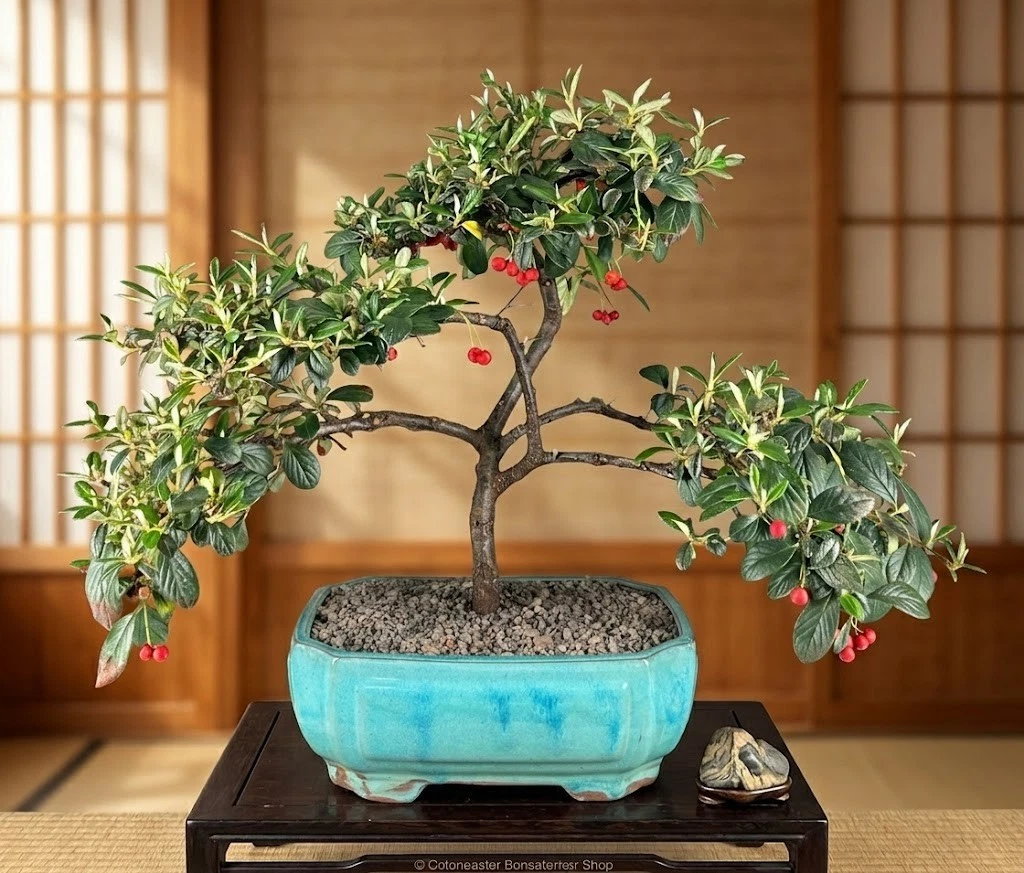 Cotoneaster Bonsai Bonsais for sale | eBay