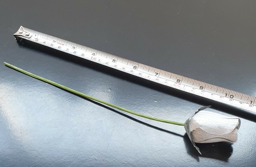 20 x Valentine Single Wooden Rose Bud in Cello and Ribbon Pink Red- All Colours - Picture 8 of 54