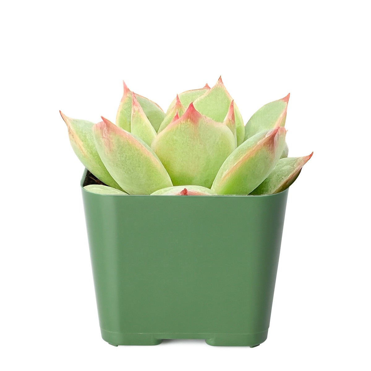 Live Fresh Echeveria 'Pink Tips' Succulent Plant Fully Rooted in 2