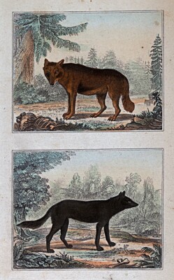 1844 Buffon Print Common Red Wolf & Black Wolf Canis Lupus Nature Animal Canine