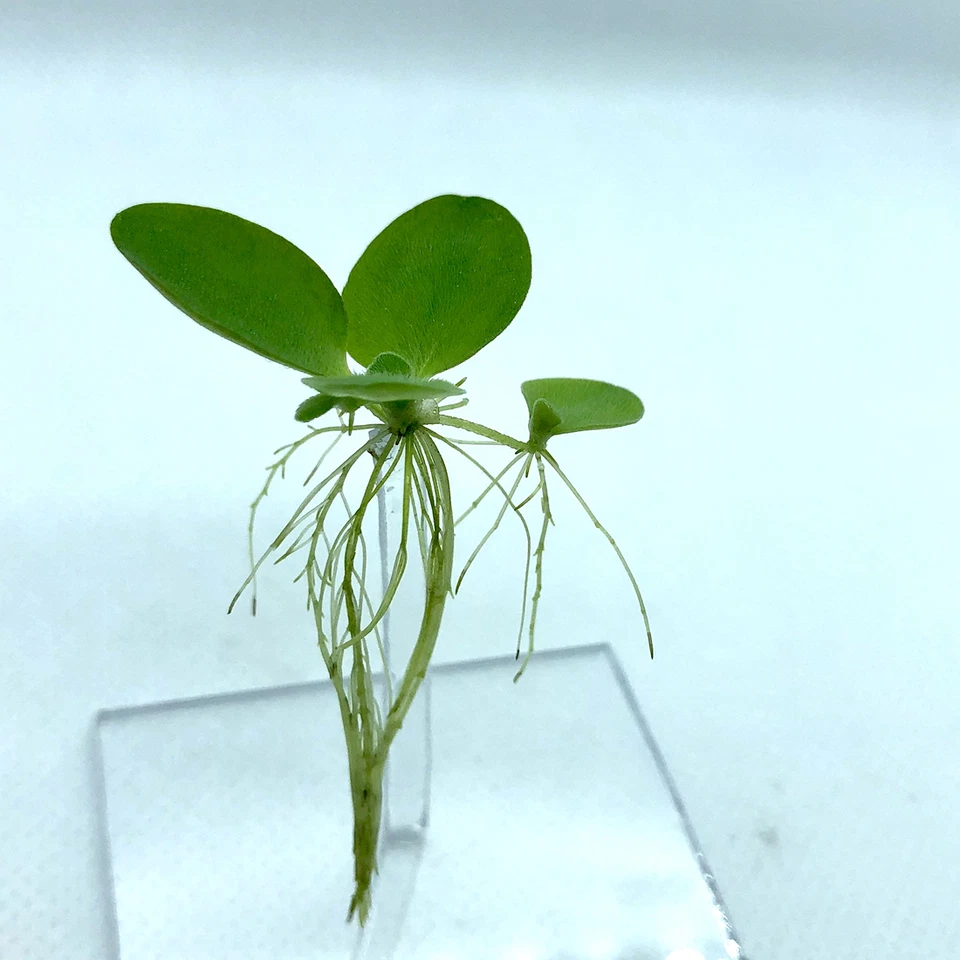 12+ Leaf Dwarf Water Lettuce (+FREE BONUS PLANT) Floating Plant for Aquarium - Image 3 of 4