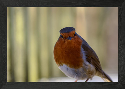 You looking at me Gerahmtes Wandbild Poster Leinwanddruck Bild