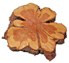 Aromatic FRESH CUT Red Cedar BIG Chain Sawed Wood Cookie Live Edge SHIPs FREE 