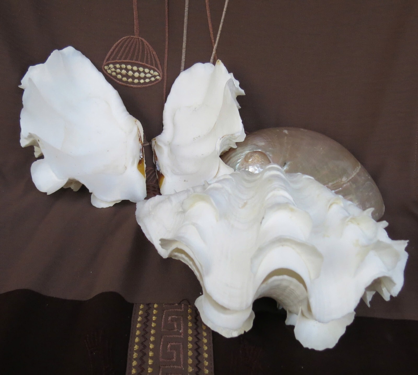 Natural Tridacna Clam Shells | Large Seashells for Decor & Gift
