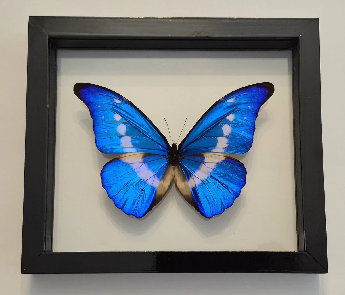 Preços baixos em Morpho | eBay