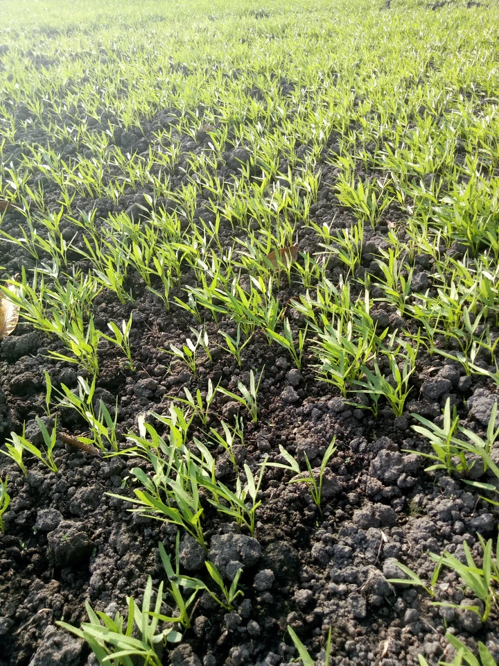  water spincach true breed farm vegetable seeds - Image 3 of 4