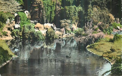 75 PARIS BAGATELLE HÖHLE UND SCHWARZE SCHWÄNE - 28912