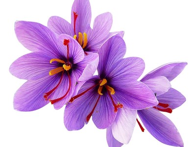 20 Jumbo Saffron Crocus Corms 9/10 cm for High-Yield Harvest 2024