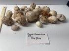  10Lb Lot Chalcedony Quarts Crystal Agate Geodes RoundMountain Arizona Unopened  — photo 1
