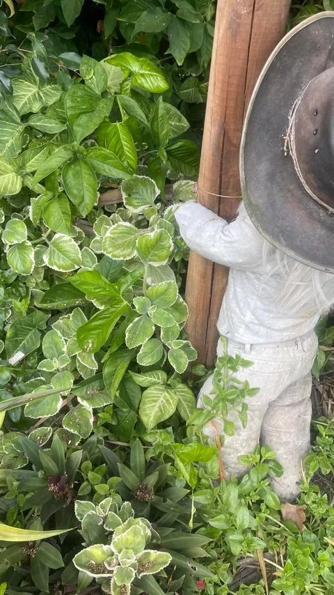 Picture 5 of 7