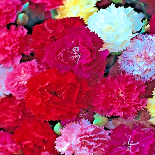 4 X Plug Plants Carnation Hardy Border Mixed Perennial Cut Flower eBay
