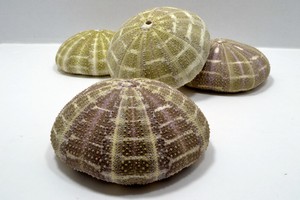 4 1 2 Alfonso Sea Urchin Seashell Wedding Decor Nautical Shell