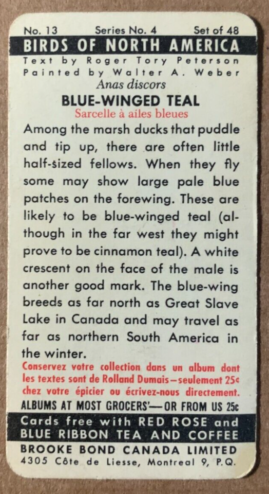 1962 Red Rose Tea Birds of North America Blue Winged Teal 13 | eBay