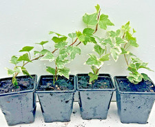 Ivy Hedera helix Pack of 4 Trailing plant in 7 cm pot  |  Evergreen Climbing ivy
